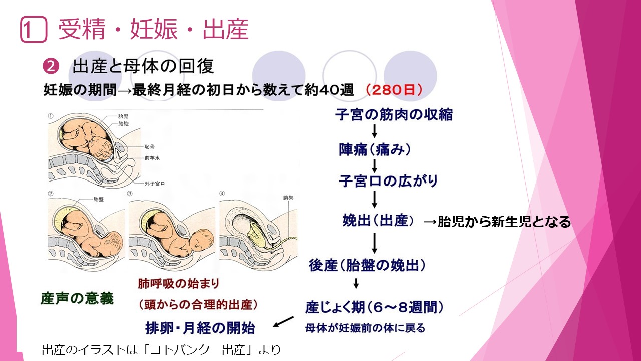 妊娠 出産 と 健康 指導 案