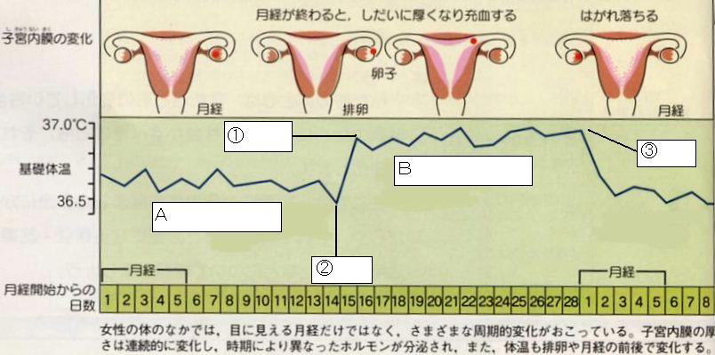 低温期・・・（ A ） 高温期・・・（ B ） 排卵日・・・（ ②